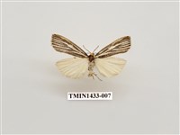 藏品(燈蛾科)的圖片